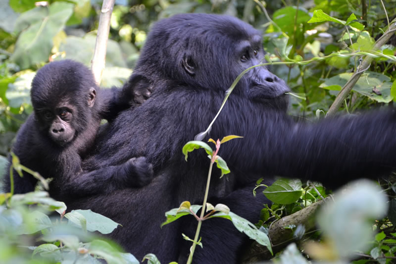 Uganda Rwanda gorilla safari