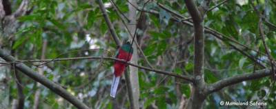 birding game-drive in Murchison falls