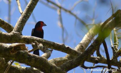 birding game-drive in Murchison falls