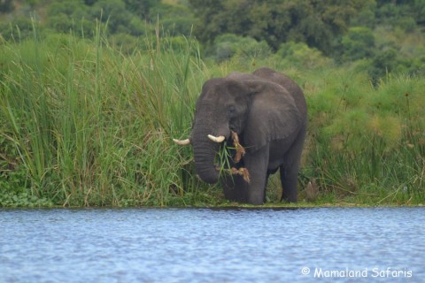 East Africa safari