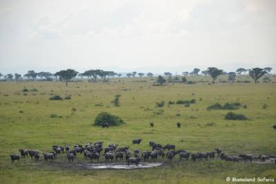 Cape buffalo Uganda