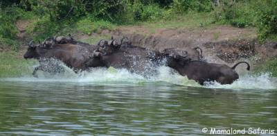 Cape buffalo Uganda