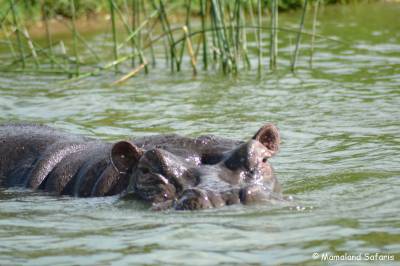 hippo in Uganda