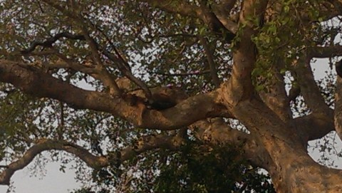 tree-climbing lions in Ishasha 