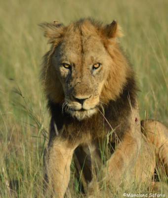 Lion research safari Queen Elizabeth 