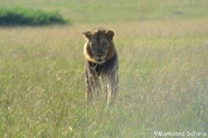Lion research safari Queen Elizabeth
