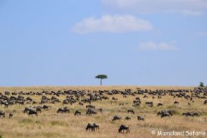 Masai Mara & gorillas safari