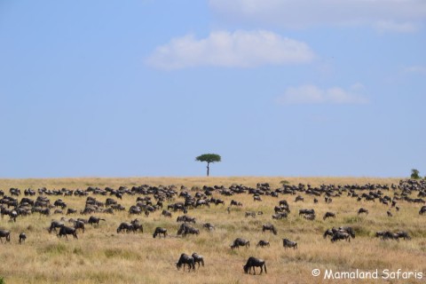 Kenya & Uganda safari