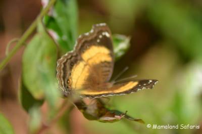 butterflies Mpanga forest