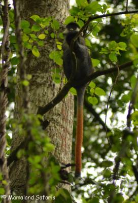 primates in Uganda