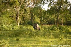 Rhino trek Ziwa rhino sanctuary