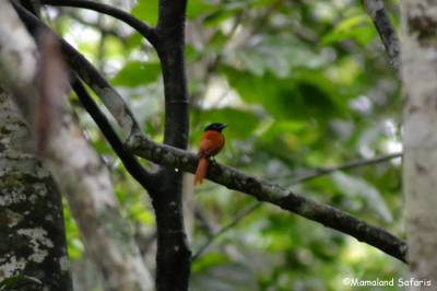 birding Mabira forest