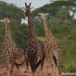 Murchison Falls 3 days safari