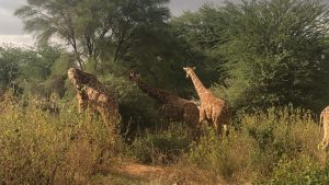 giraffes in samburu