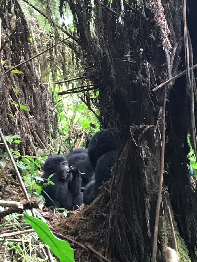 Gorilla trekking safari weekend