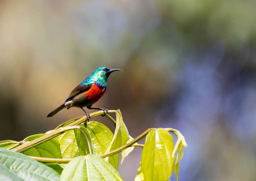 Uganda birding gallery