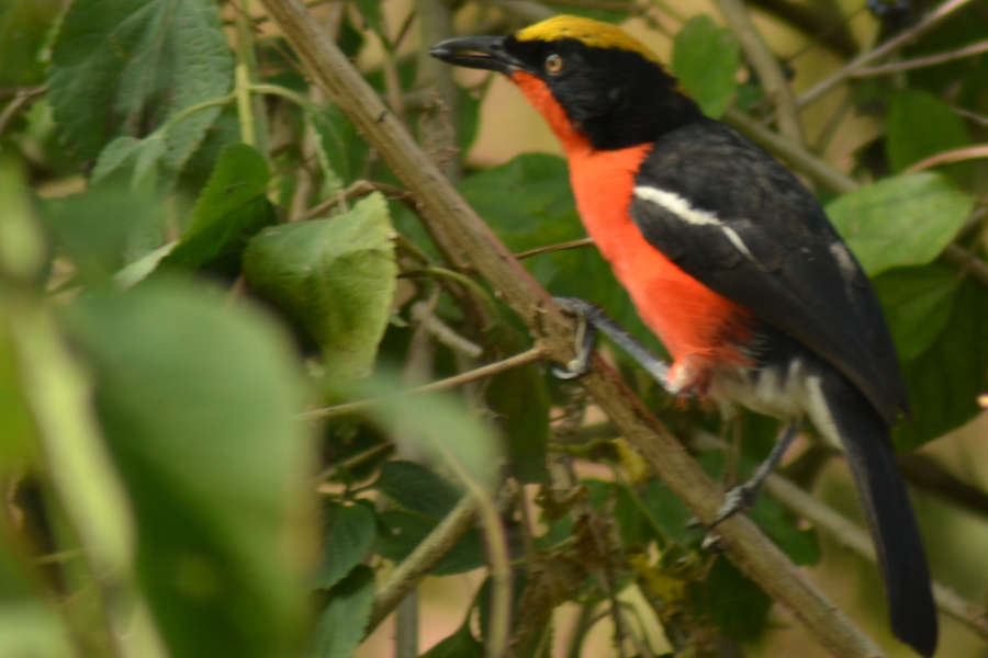10 days Uganda birding safari