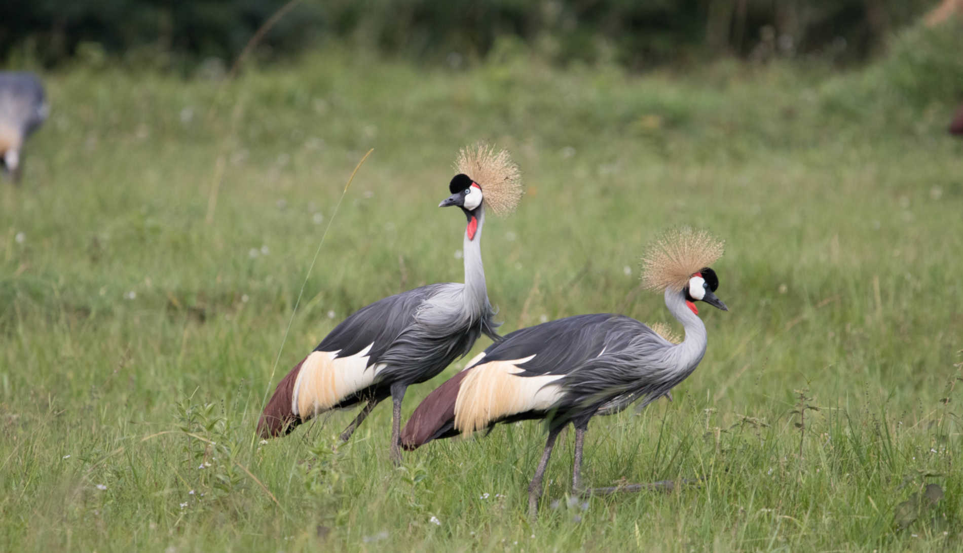 Birding Uganda