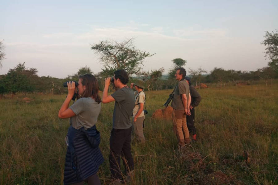 17 days Uganda birding safari