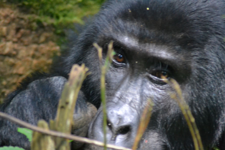 Fly-in gorilla trekking Uganda