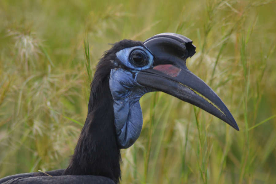 15 days Uganda birding safari