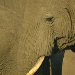 elephant in Uganda