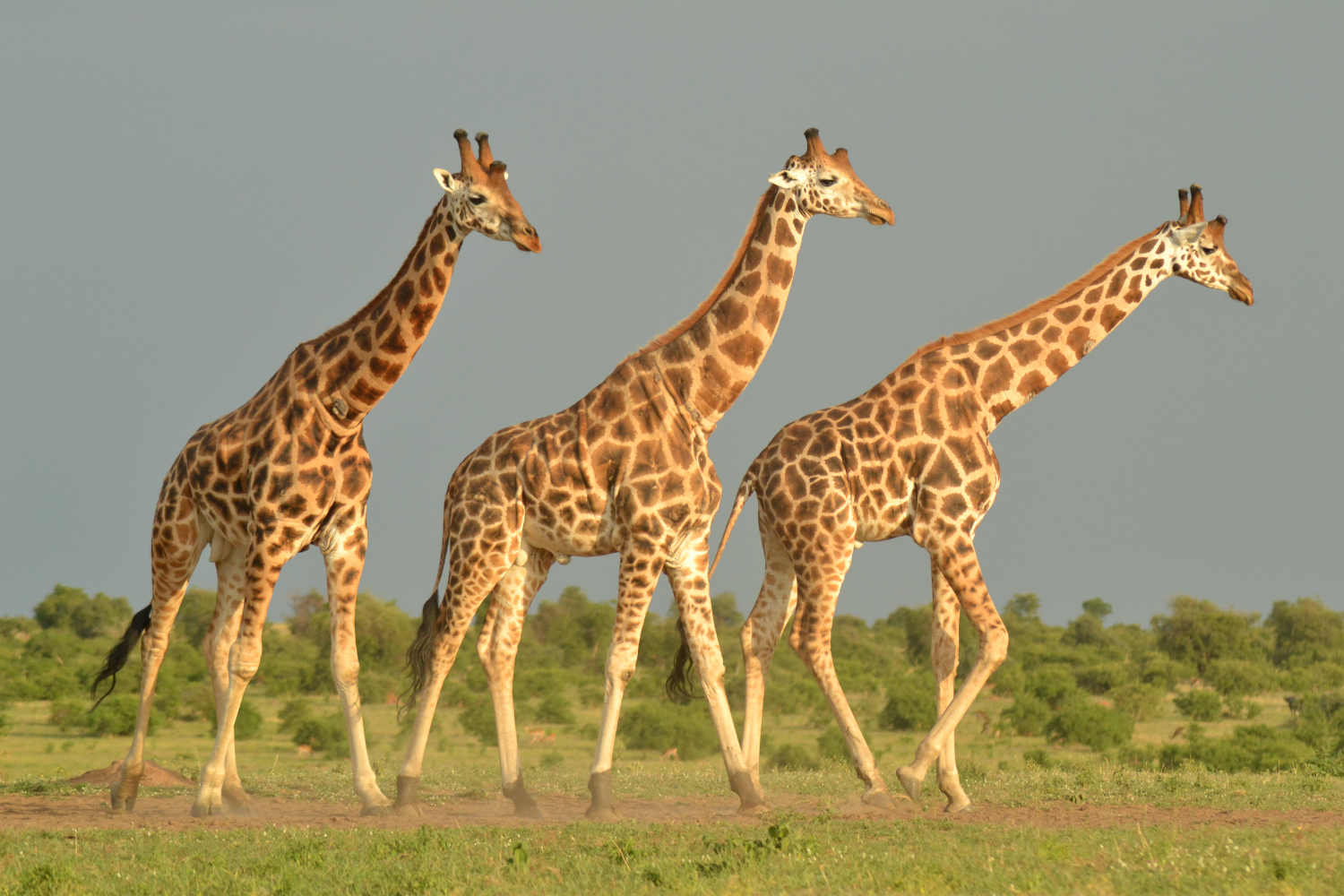 Uganda & Rwanda safari