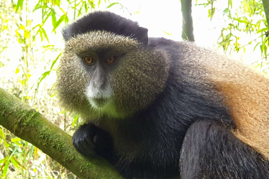 Uganda Rwanda primates safari