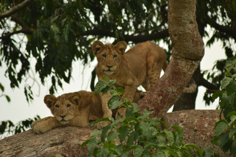 tree-climbing lion Ishasha