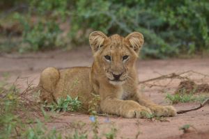 Lion safari Murchison Falls