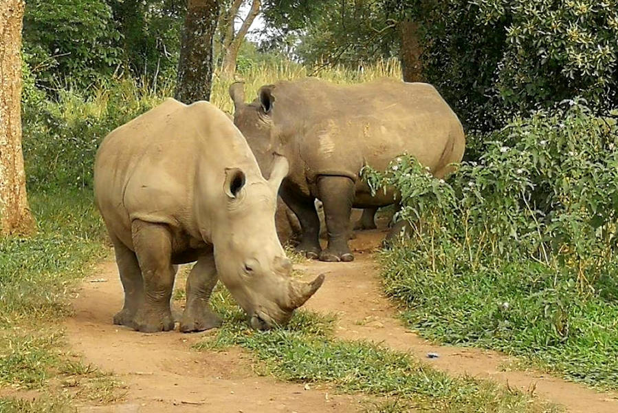 Ziwa Rhino Sanctuary Day trip