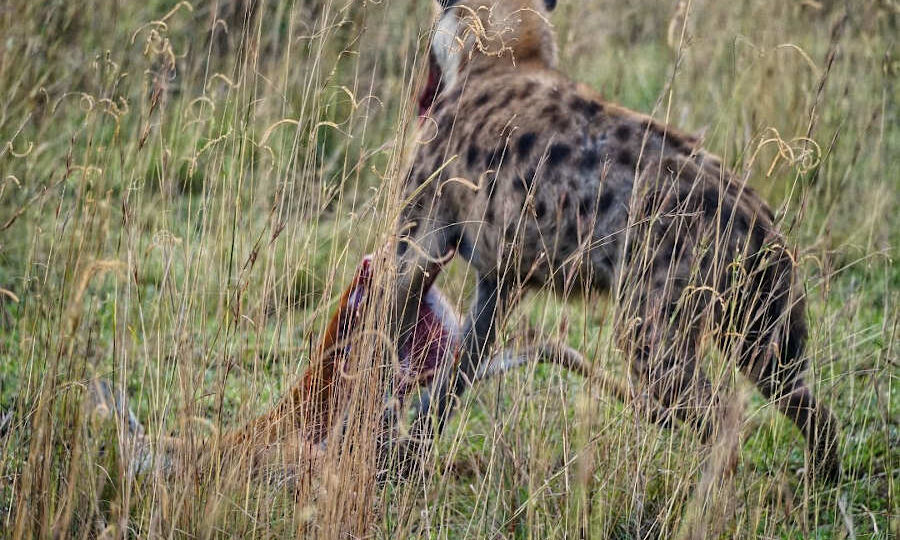Hyena eating