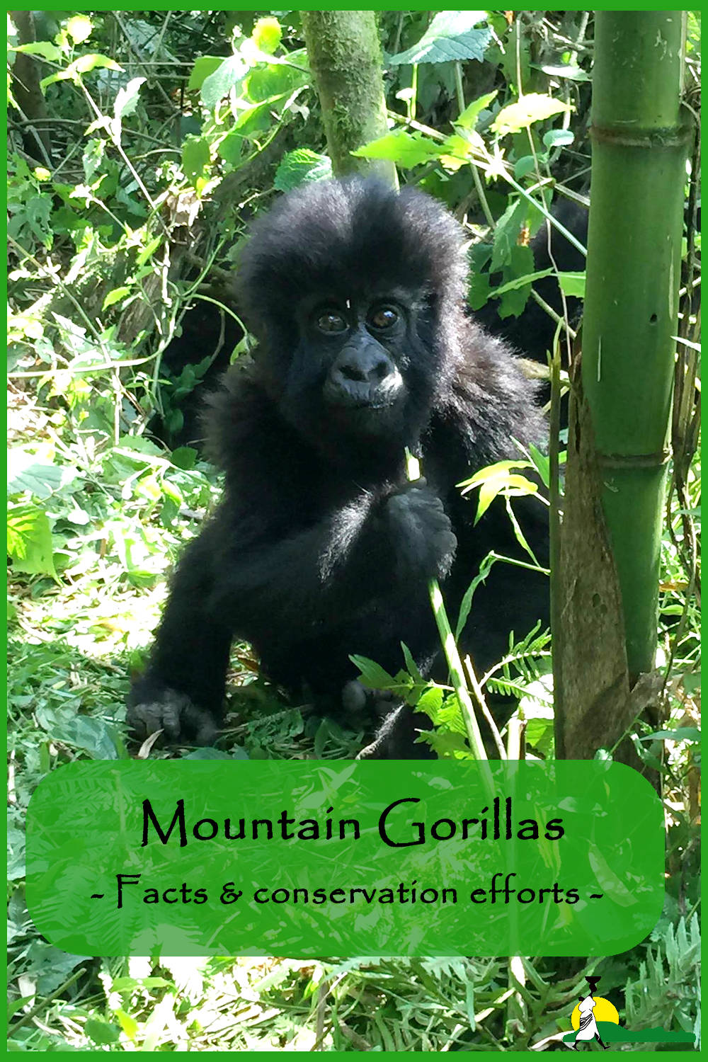 Mountain Gorilla conservation & facts