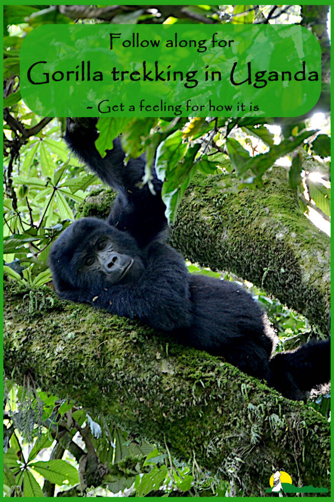 Tag along for gorilla trekking
