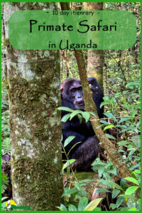 Uganda primate safari itinerary
