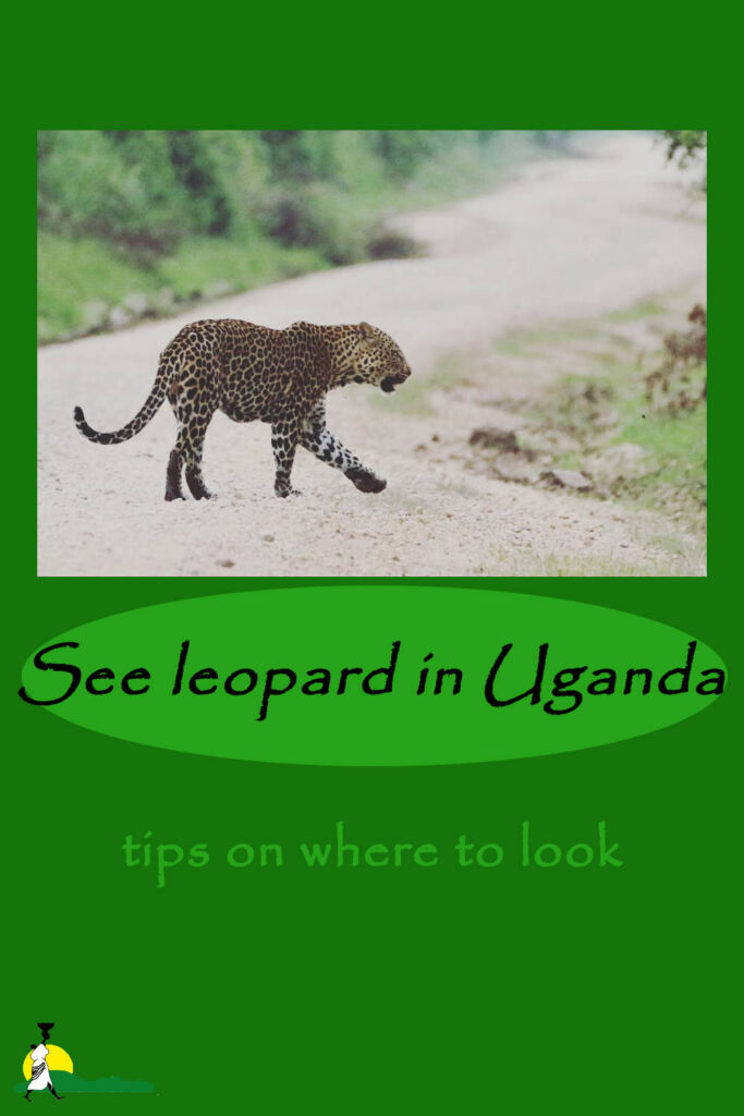 Where to see leopard in Uganda