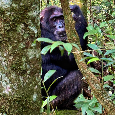 Chimpanzee in Kibale Forest Uganda