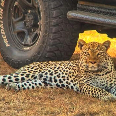 Leopard Queen Elizabeth National Park
