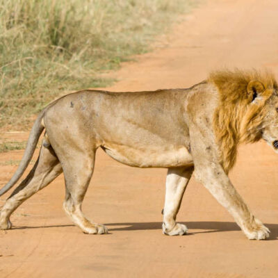 lion on 10 day Uganda safari
