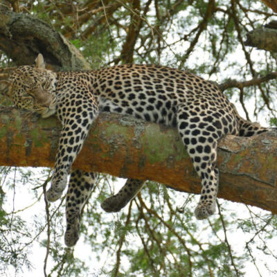 leopard Queen Elizabeth National Park
