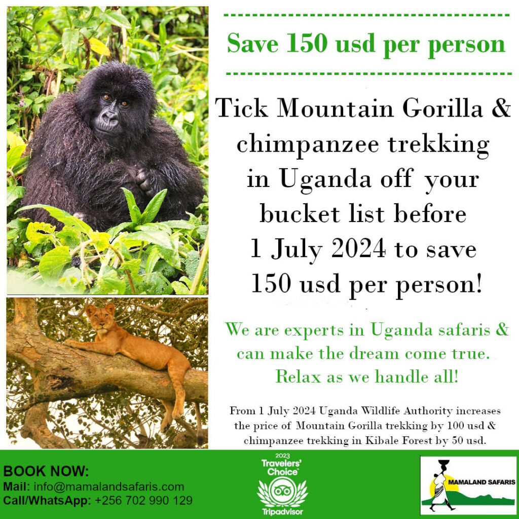 Save on Mountain Gorilla trekking ad