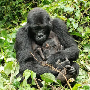 Mountain gorilla baby Uganda