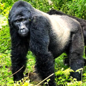Silverback Mountain Gorilla Bwindi