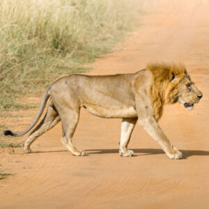 lion on Uganda safari