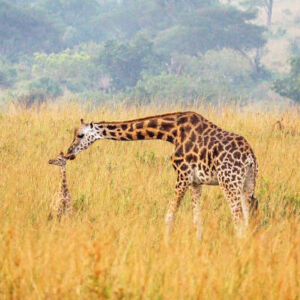 Giraffes Murchison Falls