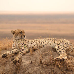 Cheetah Serengeti