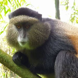 Golden Monkey in Mgahinga