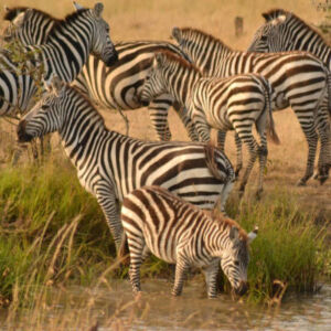 Zebras Masai Mara