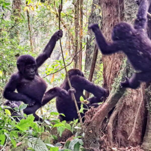 Mountain gorillas playing